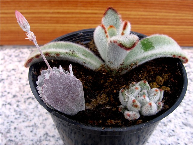 Kalanchoe - reznice